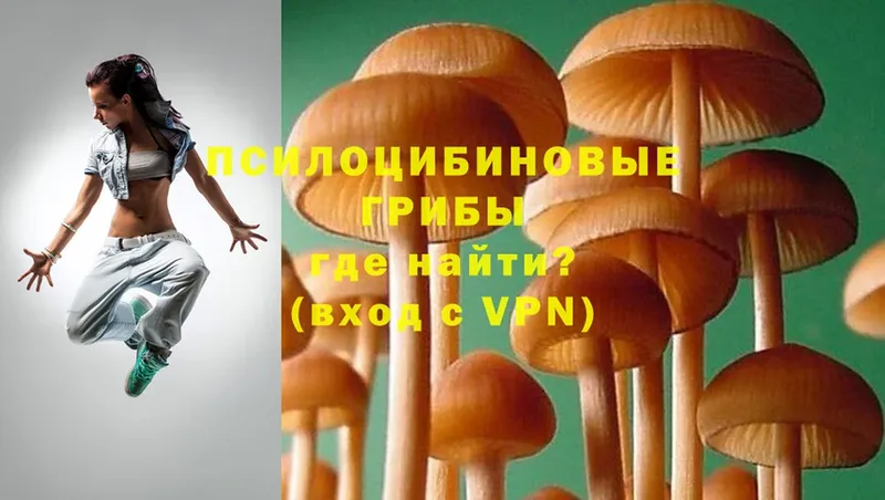 хочу   Петровск  darknet телеграм  Псилоцибиновые грибы MAGIC MUSHROOMS 